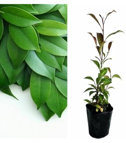 Amazon.co.jp: ヒサカキ 樹高0.3m前後 10.5cmポット 【 単 品