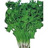 Amazon パクチー F1品種 種 350粒 増量350粒 1400個の種 野菜