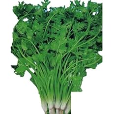 Amazon 香りが濃い 寒さと暑さに強い コリアンダー F1品種 種 175粒 350個の種 ハーブ