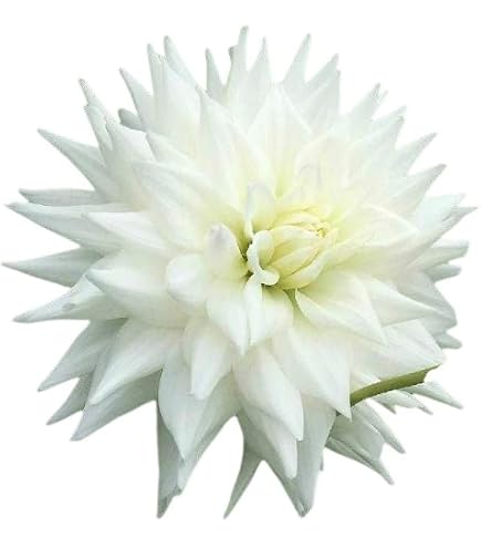 Amazon.co.jp: カフェオレディナープレート ダリア球根、植物、根、花