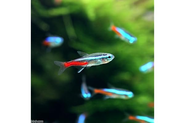 Amazon Co Jp ほしい物ランキング 生体 観賞魚 水中生物 で ほしい物リストとレジストリに最も多く追加された商品 Amazon Co Jp ほしい物ランキング 生体 観賞魚 水中生物 で ほしい物リストとレジストリに最も多く追加された商品