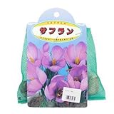 花の球根 【 サフラン 】 5球入り