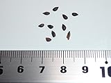 オモリカトウヒ 種子10粒 Serbian spruce 10 seeds