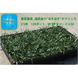 産地直送　とっても元気なタマリュウ（玉竜）2.5号　120ポット　（約3平方メートル分）