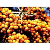 シーベリー（沙棘・サジー）：フルガナ（メス木）3～3.5号ポット[苗木]