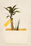 【業界初!!!!　純国産ひのきを使用した観葉植物。お部屋に広がるひのきの香りで癒しの空間に。】　ハイドロカルチャー　観葉植物　寄せ植え2種　横長白鉢　ひのき