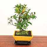 鉢色選べる盆栽：実成くちなし* (黄色)