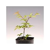 苗：富士桜(四季咲き)