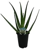 花市場直送便 アロエベラ 4寸 6入