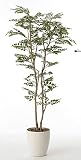 光触媒観葉植物 トネリコ1.6〔フロアタイプ(ハイサイズ)〕フラワーアレンジメント インテリア 光触媒 花 スプレー インテリアグリーン 胡蝶蘭 消臭 大型