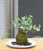 苔玉の入門版、丈夫で育てやすい【アイビーの苔玉・楕円白粉引器セット】 (敷石の色（黒石）)