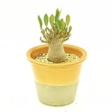 (株) 赤塚植物園 ① NSD アデニウム モンクット ペッダム　（Black Diamond Crown） ※セラアート仕様　※セラアート仕様