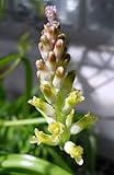 Lachenalia pallida - hyacinth - 10 seeds