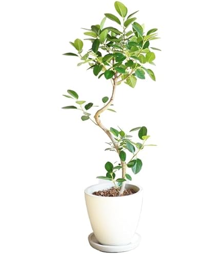 Amazon｜PURIZA 観葉植物 白石付き フィカス アルテシマ 曲がり