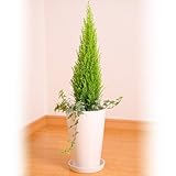 コニファー 陶器 鉢植え アイビー 寄せ植え 観葉植物 インテリア グリーン