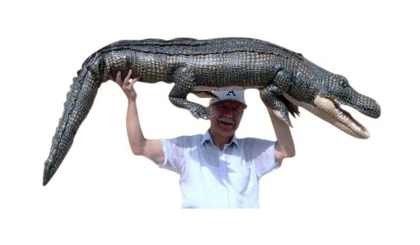 Amazon ビッグプラッシュ 6フィートの巨大なワニのぬいぐるみ 長さ6フィート 優れた品質 実物大 本物そっくりのぬいぐるみのワニ 本当に生きているみたい 並行輸入品 ぬいぐるみ おもちゃ