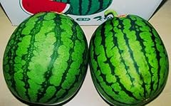 【2025年7月～8月発送分先行受付】小玉すいか（長井市産）約1.5～3kg×2玉_H053(R7)