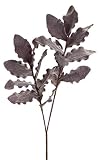 パックの6 Eva Plum Protea Foliage Stem 45 "