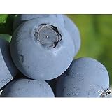 ブルーベリー 苗木 ペンバートン 苗 2年生 挿し木苗 【 ノーザンハイブッシュ系 】