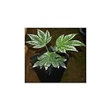 斑入りヤツデ紬絞り (ツムギシボリ) 5号ポット