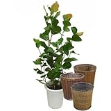 ココロバ 【バスケット(鉢カバー) 付き】 バスケット01