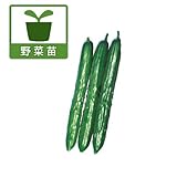 [霜が降りる頃まで収穫できる！][インパクト秋植え野菜]キュウリ：秋きゅうり3.5号4株セット ノーブランド品