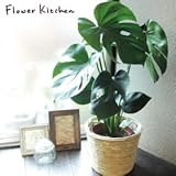 モンステラ ＋ 丸バナナカゴ 【白色】高さ50センチ～60センチ (monsu)