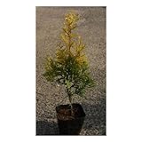 ヨーロッパゴールド 3.5号ポット