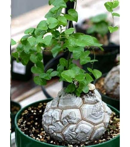 Amazon.co.jp: 【種子】Tylecodon Paniculatus ◇チレコドン 