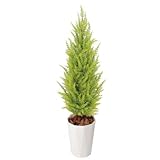 ゴールドクレスト ゴールド1.2m