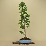 津山桧/ツヤマヒノキ 中品盆栽 （松柏盆栽）（いよじ園 伊予路園）