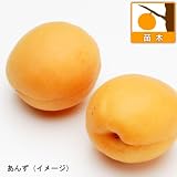 アンズ2種セット：新潟大実と平和[受粉セット・加工用の早生東亜系2品種][苗木] ノーブランド品