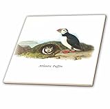 3dRose ct_114078_1 Atlantic Puffin by John James Audubon-Ceramic Tile, 4-Inch [並行輸入品]