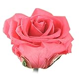 プリザーブドフラワー 花花 メッセージローズ 専用ギフトBOX付 (バラの花びらに メッセージ印字) 枯れないお花 お祝い プチギフト プレゼント (オリジナルメッセージカード ラッピング 無料対応)