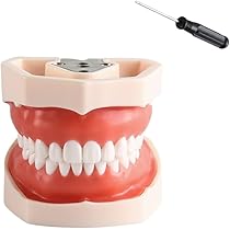 Amazon.co.jp: hybmszj 歯の模型 歯磨き指導用 大型モデル 口腔