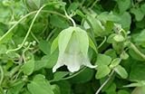 Herbal medicine codonopsis pilosula seed fill lung, enhance immunity, 20seeds/bag BZG watch garden b