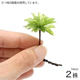 (観葉/苔)オオカサゴケ(無農薬)(2株) 本州・四国限定[生体]