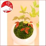 【鉢色：白】受け皿付き紅白姫南天盆栽　縁起のいいミニ盆栽　ナンテン　卓上盆栽ギフトプレゼントに