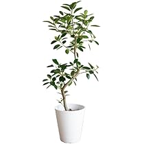 フィカス 植物 ホワイト陶器鉢フランスゴム Amazon｜フランスゴム S字仕立て 観葉植物 本物 ホワイトセラ