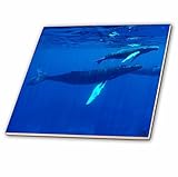 3dRose ct_10692_1 North Atlantic Humpback Whales Migrate South to The Silver Banks to Breed and Have
