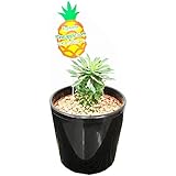 パイナップルコーン ユーフォルビア 観葉植物 本物 卓上 インテリア ミニ 黒色の鉢植え