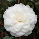 椿(ツバキ)の苗木 さつま