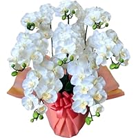 Amazon Co Jp 売れ筋ランキング 胡蝶蘭 の中で最も人気のある商品です