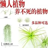 100pcsBonsai種子の種子ジューシーなパイナップルミニ空気清浄空気ティランジアシードの種子ホーム＆ガーデン