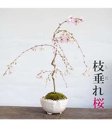 Amazon.co.jp: さくら盆栽 (富士しだれ桜) : DIY・工具・ガーデン