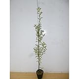 【10本セット】 クロガネモチ 樹高1.0m前後 15cmポット くろがねもち 苗木 植木 苗 庭木 生け垣