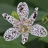 [ ホトトギス ] 富士の雪