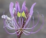 Cleome hirta - Sticky Purple Cleome - Sticky Purple Mousewhiskers - 10 seeds