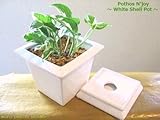 ポトス・エンジョイ / ホワイトスクエア / Pothos N'joy / WhiteSquare / イテリア観葉植物/ 鉢植え