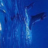 �n������̕��i